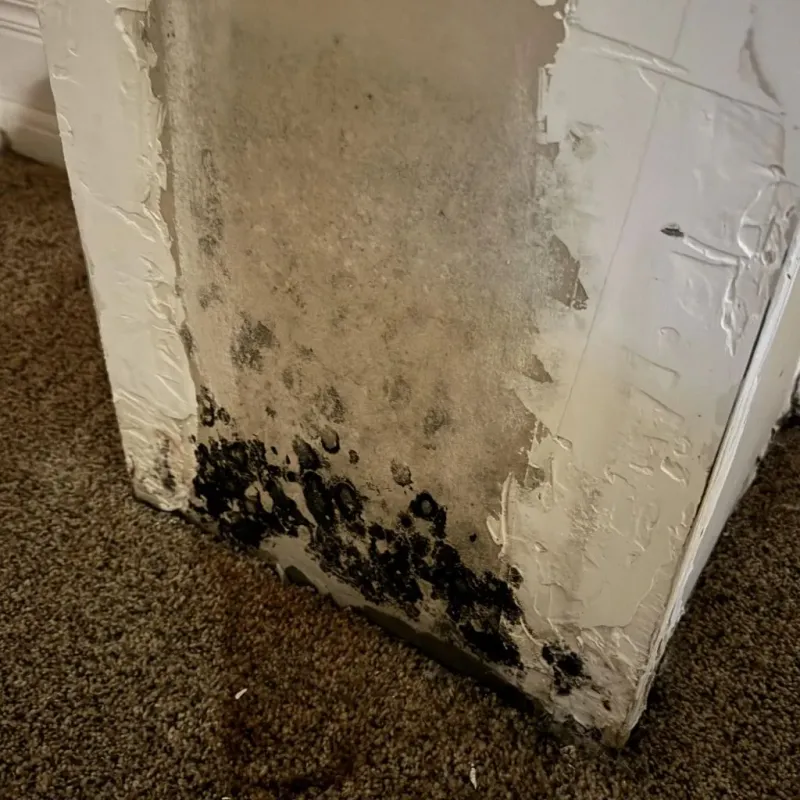 Professional Mold Removal in Audubon, IA